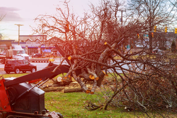 Best Fruit Tree Pruning  in Thompsonville, CT