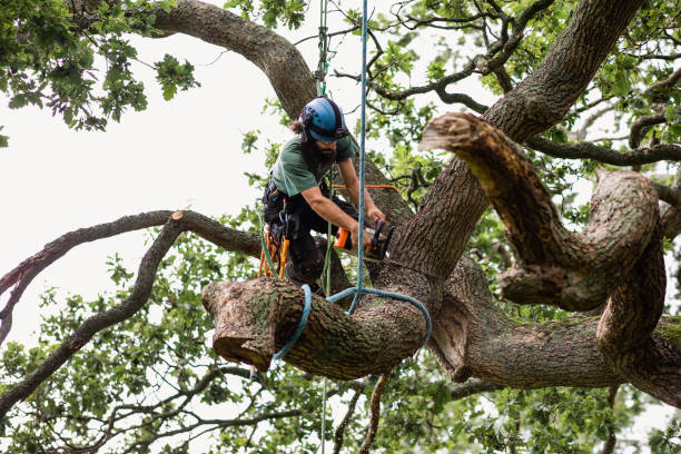 Best Firewood Processing and Delivery  in Thompsonville, CT