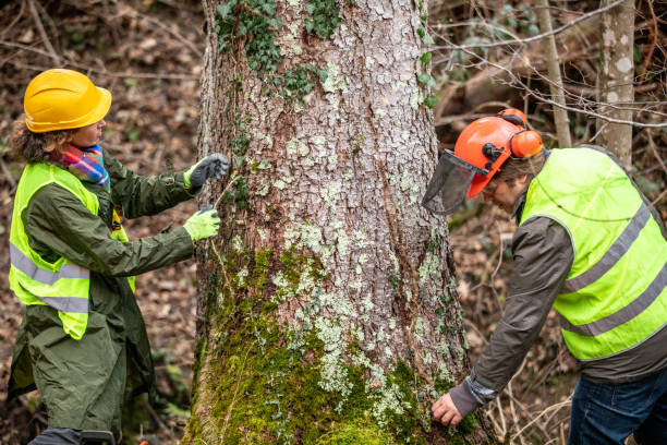 Best Stump Grinding and Removal  in Thompsonville, CT