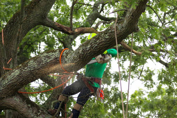 Best Tree Cabling and Bracing  in Thompsonville, CT