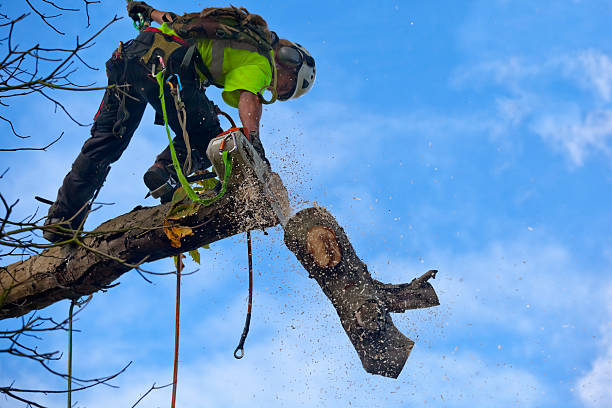 Best Palm Tree Trimming  in Thompsonville, CT